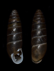 Chondrula macedonica