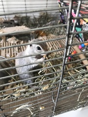 Xerospermophilus