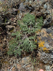 Lomatium canbyi