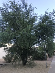 Vachellia farnesiana