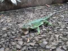 Iguana iguana