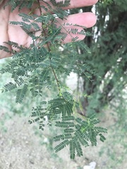 Vachellia farnesiana