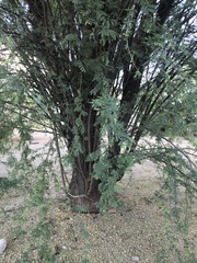 Vachellia farnesiana