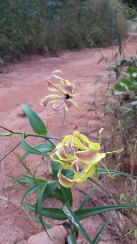 flame lily