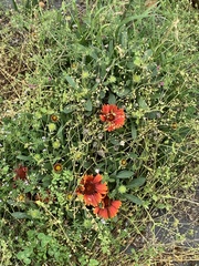 Gaillardia
