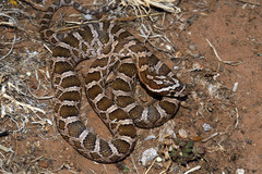 Pantherophis emoryi