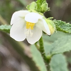 Hibiscus micranthus