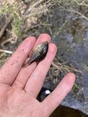 Enneacanthus gloriosus