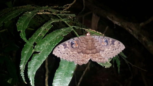 Walker's Owl