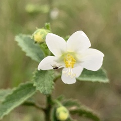 Hibiscus micranthus