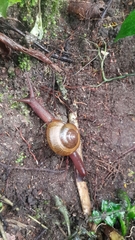 Urocyclidae