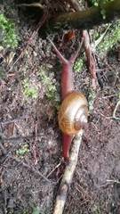 Urocyclidae