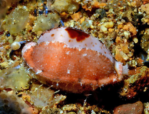 Palmadusta contaminata