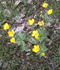 Ranunculus polyrhizos