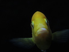 Labidochromis caeruleus