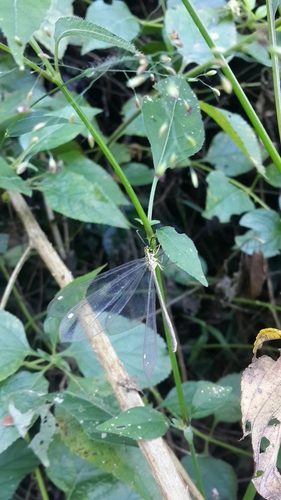 Gregarious Antlion