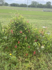 Lonicera sempervirens