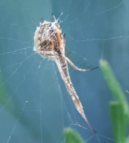 Walckenaer's Feather-legged Spider