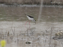 Himantopus himantopus