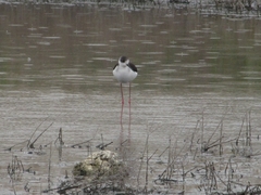 Himantopus himantopus