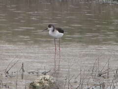 Himantopus himantopus