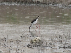 Himantopus himantopus