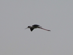 Himantopus himantopus