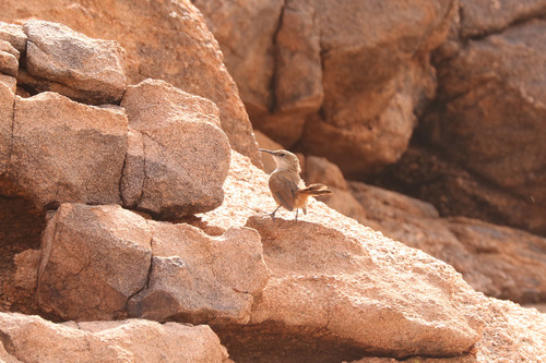 Straight-billed Earthcreeper (Ochetorhynchus ruficaudus), photo 5