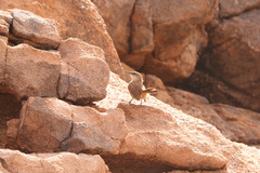 Ochetorhynchus ruficaudus