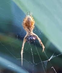 Uloborus walckenaerius