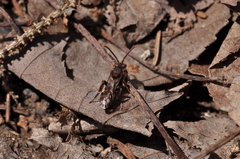 Nomada gracilis