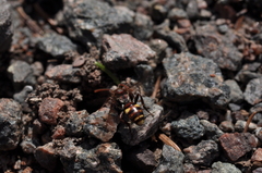 Nomada gracilis