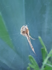 Uloborus walckenaerius