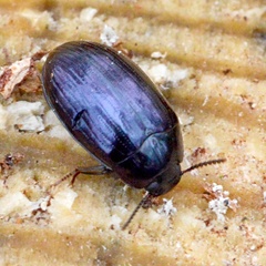 Platydema violacea
