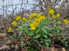 Ranunculus polyrhizos