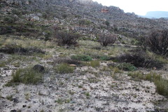 Leucadendron glaberrimum glaberrimum