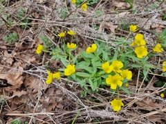 Ranunculus polyrhizos