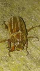 Polyphylla occidentalis