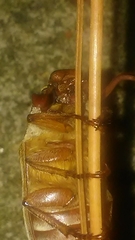 Polyphylla occidentalis