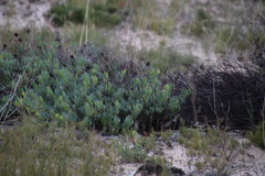Leucadendron glaberrimum glaberrimum