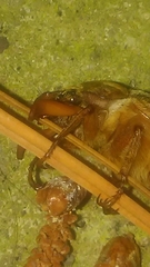 Polyphylla occidentalis