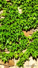 Parthenocissus tricuspidata