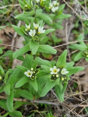 Buglossoides czernjajevii