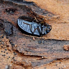Platydema violacea