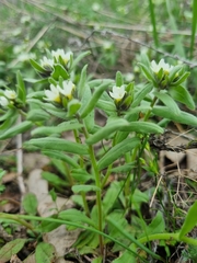 Buglossoides czernjajevii