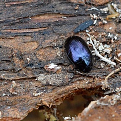 Platydema violacea