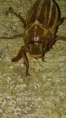 Polyphylla occidentalis