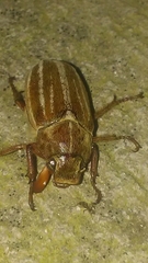 Polyphylla occidentalis