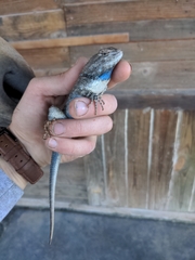 Sceloporus clarkii clarkii