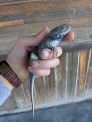 Sceloporus clarkii clarkii